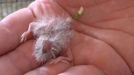 6 dagen mama wit resesief  en papa geel, ssst ben aant bidden 